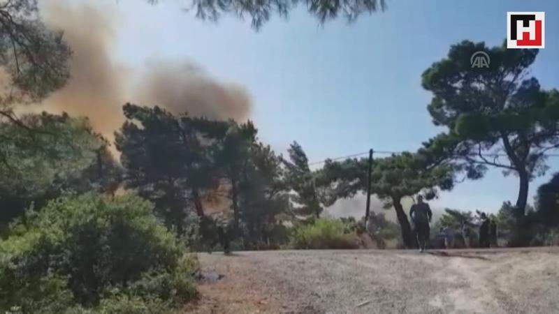 Forest fire destroys over 1,200 acres of land