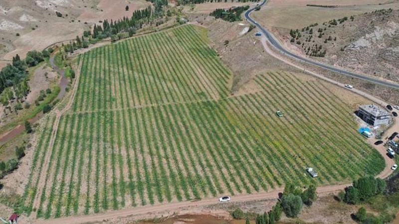 Bozkır’da karpuz hasadı yapıldı