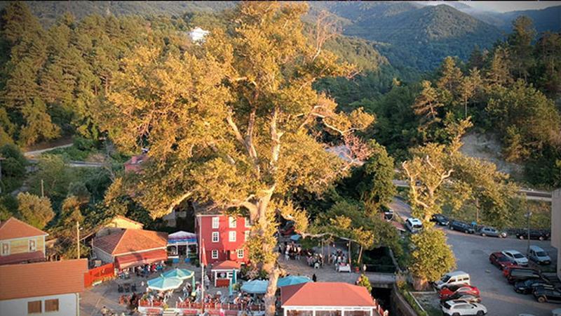 Bu köy, 500 yıllık çınarın gölgesinde serinliyor