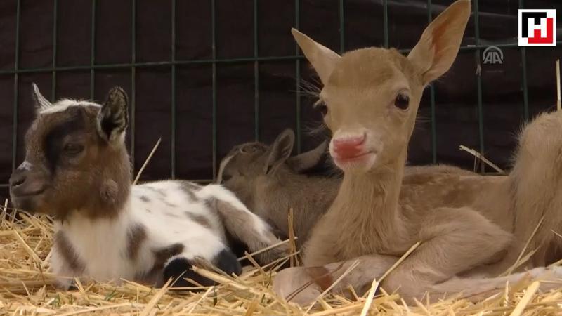 Abandoned fawn finds new mother in goat at Istanbul zoo