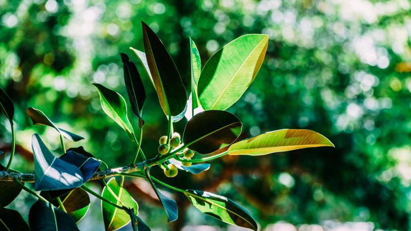 Ficus elastica nasıl çoğaltılır?