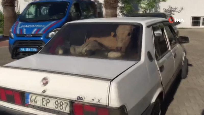 Çaldıkları büyükbaş hayvanları otomobille kaçırırken yakalandılar