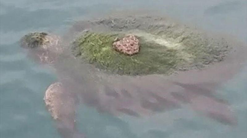 Yosun bağlamış caretta carettayı balıkçılar kurtardı