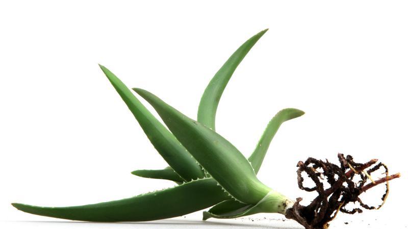 Aloe Vera bitkisi nasıl çoğaltılır?