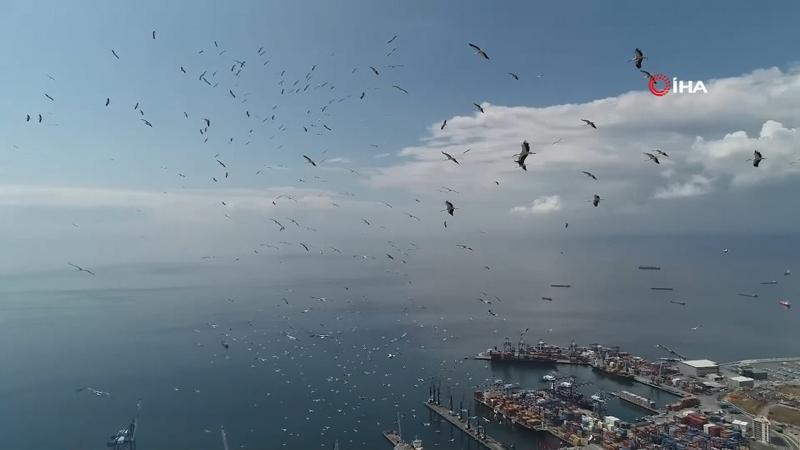 Leyleklerin gökyüzündeki dansı görsel şölen sundu