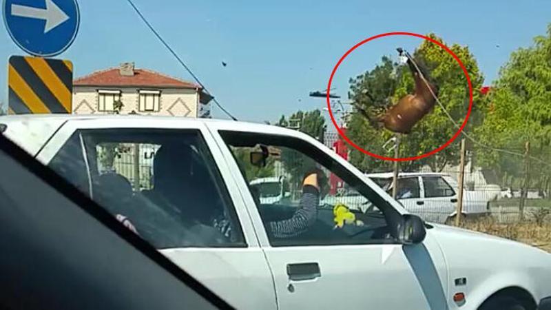Otomobilin çarptığı atlar, telef oldu