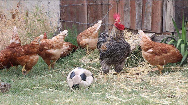 Futbol tutkunu horoz
