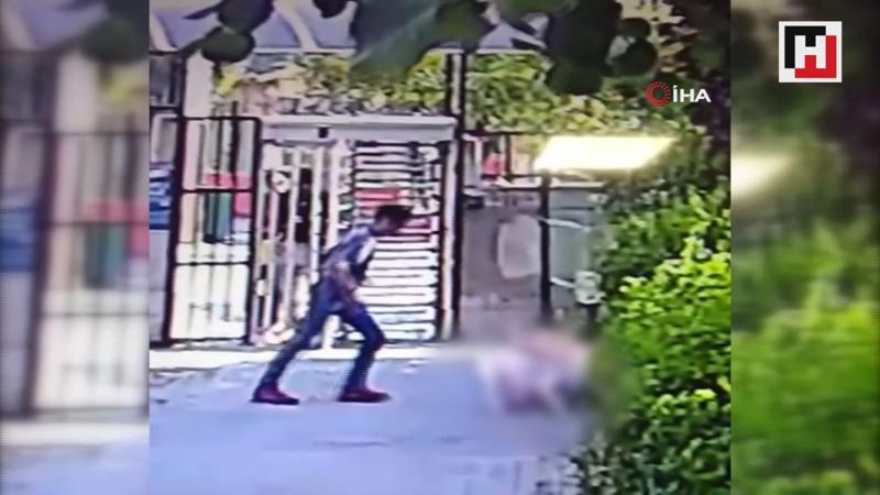 Küçükçekmece'de pitbull dehşeti.