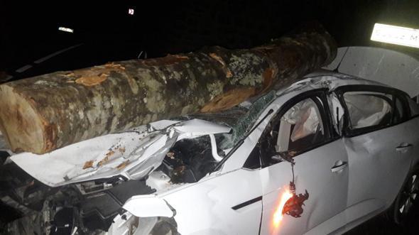Otomobilin Ã¼zerine tomruk dÃ¼ÅtÃ¼: 3 yaralÄ±