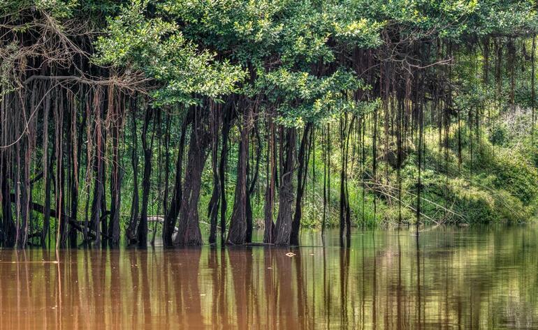 Peru’nun yeşil labirenti: Amazon Nehri
