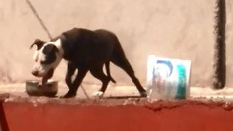 SÄ±caktan Ã¶len kÃ¶peÄin sahibine 7 bin 802 lira ceza