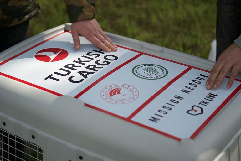 Nesli tükenmekte olan kızıl akbabayı Turkish Cargo Belgrad'a taşıdı
