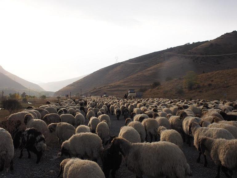 Peynir, ot ve daha fazlası: Kavar’da lezzet turu