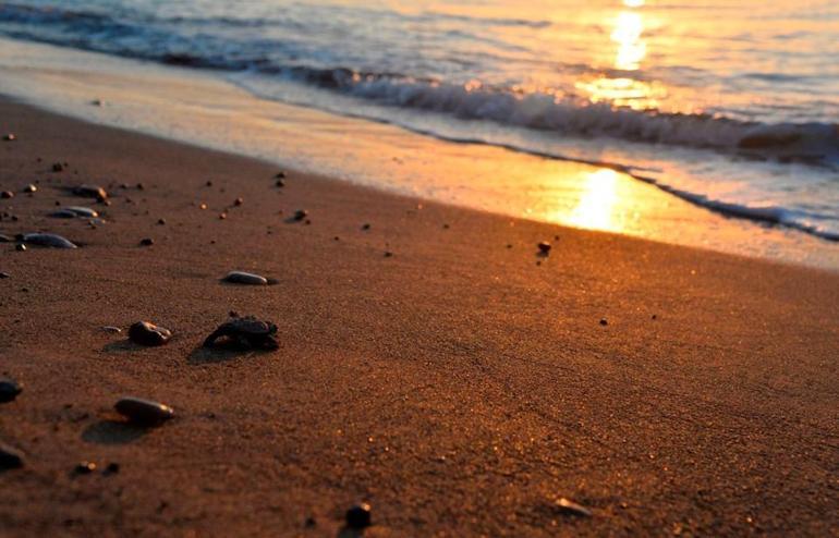 Caretta caretta yavrularının zorlu yolculuğu başladı