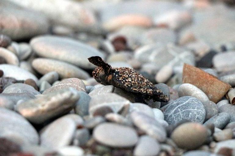 Caretta caretta yavrularının zorlu yolculuğu başladı