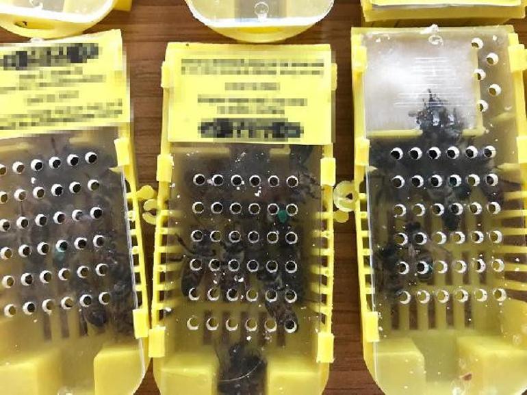 Sabiha GÃ¶kÃ§en HavalimanÄ±nda ele geÃ§irildi Ne olduÄunu tahmin bile edemezsiniz