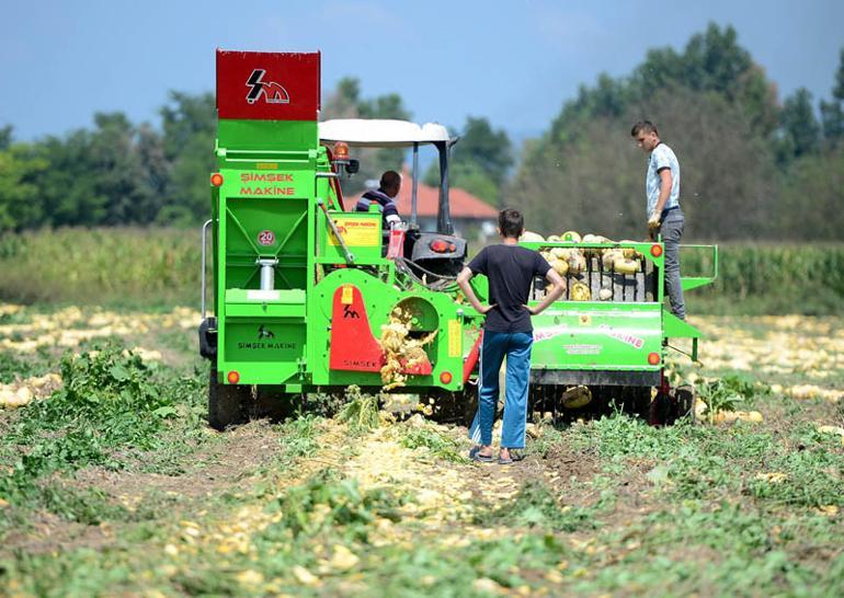 Yerli tohumdan yapılıyor! 4 kıtaya ihraç ediyor