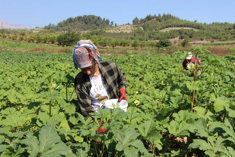 Yöneticiliği bırakıp çiftçi oldu! Hobi olarak başladı ticarete çevirdi