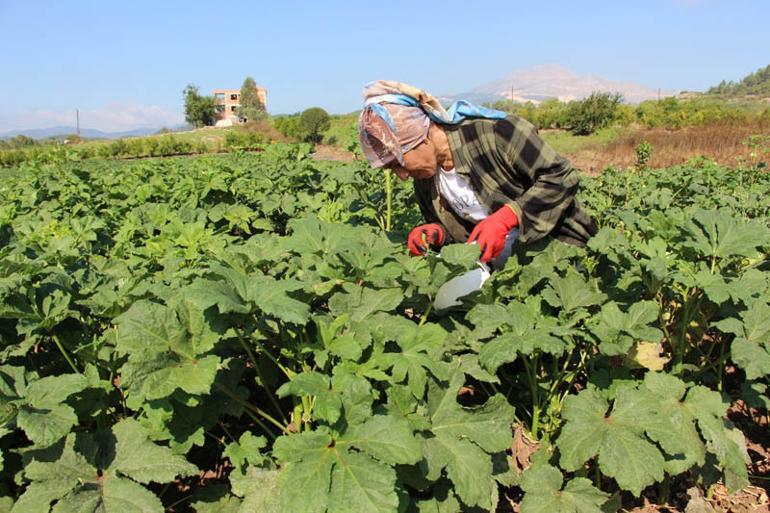 Yöneticiliği bırakıp çiftçi oldu! Hobi olarak başladı ticarete çevirdi